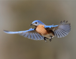אתנחתא של טבע: רגעים קפואים של ציפורים במעופן