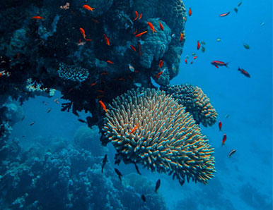 אתנחתא של טבע:  5 דקות של ניקוי ראש בגן עדן תת-ימי