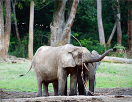 אתנחתא של טבע: כך הפילים של הקונגו מורידים גשם בכל רחבי העולם
