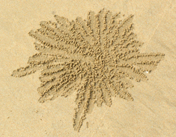 אתנחתא של טבע: מדוע סרטנים מקשטים את החוף ברבבות כדורי חול מיניאטורים?