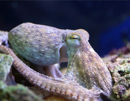 אתנחתא של טבע: 3 יצורים ימיים שיפתיעו אתכם באינטליגנציה שלהם