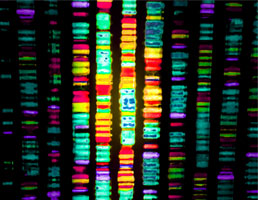 גבולות החיים הולכים ומיטשטשים – מדענים גילו גנים שמופעלים אחרי המוות