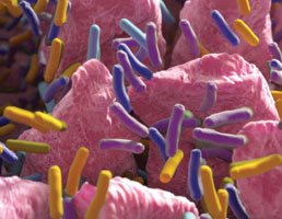 מקבלי ההחלטות הבלתי נראים – ההשפעה המפתיעה של חיידקים על ההתנהגות שלנו