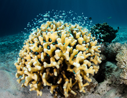 אתנחתא של טבע: כיצד אלמוגים מספרים מה קרה בכדור הארץ לפני 500 שנה?