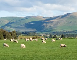 אתנחתא של טבע: כיצד רועה צאן מניו זילנד עוזר להרגיע מיליונים ברחבי העולם?