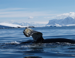 אתנחתא של טבע: זמן רגיעה אל מול נוף הקרח הנצחי של אנטארקטיקה