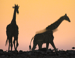 אתנחתא של טבע: 12 ימים בסוואנה – כוכבי הספארי האפריקאי בהילוך גבוה