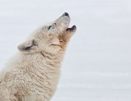 אתנחתא של טבע: עולם לבן – מסע מרהיב בחוג הארקטי