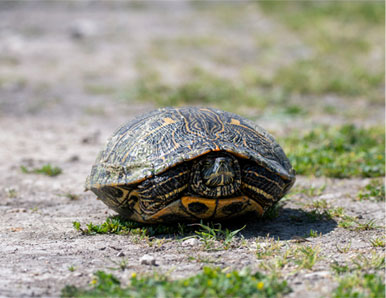 מה ביישנות מספרת לנו על המין האנושי?