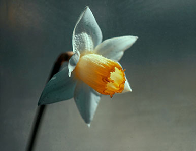 ניפוץ המעגל הסגור של נרקיסיזם